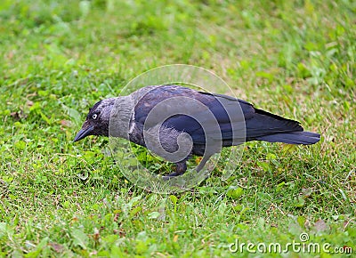 Jackdaw on the green grass of the lawn Stock Photo