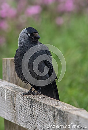 A Jackdaw perched on a wooden fence Stock Photo