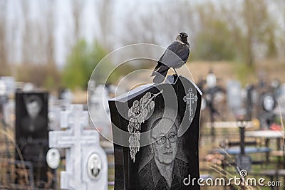 A jackdaw sits on a gravestone in a cemetery Editorial Stock Photo