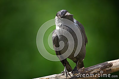 Jackdaw sitting on a branch over green background. Western jackdaw Corvus monedula Stock Photo