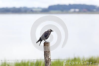 Jackdaw sitting on a wooden pole Stock Photo