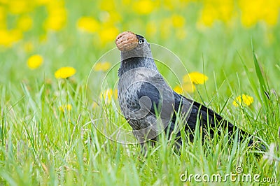 Jackdaw with walnuts on the grass Stock Photo