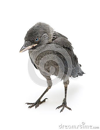 Jackdaws nestling on a white background close-up Stock Photo