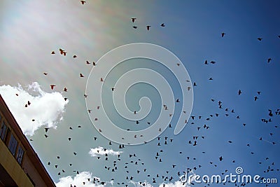 Jackdaws and rooks swarming in sky above city Stock Photo