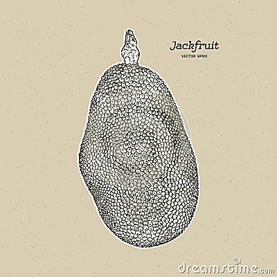 The jackfruit, also known as jack tree, hand draw sketch vector Vector Illustration