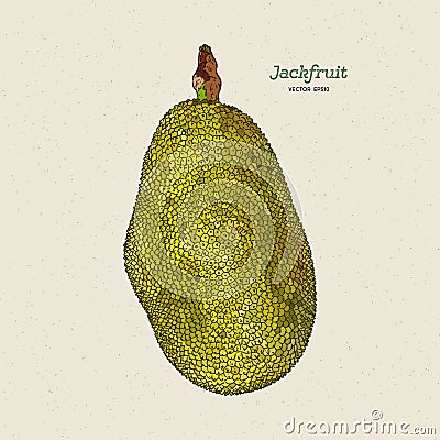 The jackfruit, also known as jack tree, hand draw sketch vector Vector Illustration