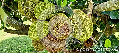 Jackfruit on earth test Stock Photo