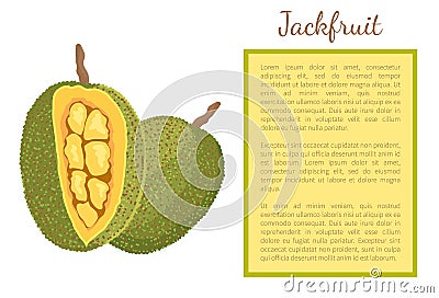 Jackfruit Exotic Juicy Stone Fruit Vector Poster Vector Illustration