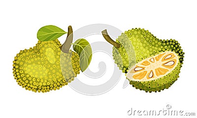 Jackfruit exotic tropical plant. Ripe sweet green delicious fruit vector illustration Vector Illustration