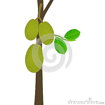 Jackfruit fruit on a stem with leaves on a white background. Vector Illustration