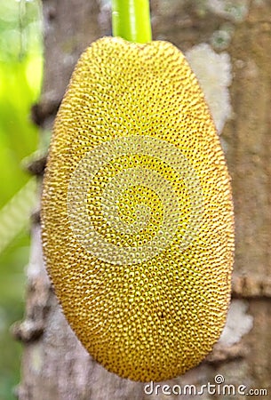 Jackfruit hanging from the trunk Stock Photo