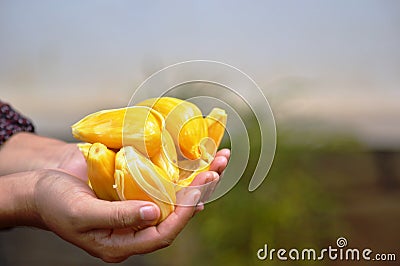 Jackfruit holding hand yellow coloured Stock Photo