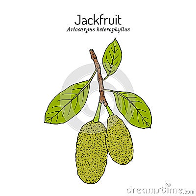 Jackfruit or jack tree Artocarpus heterophyllus , evergreen tropical plant Vector Illustration