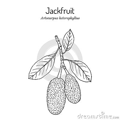 Jackfruit or jack tree Artocarpus heterophyllus , evergreen tropical plant Vector Illustration