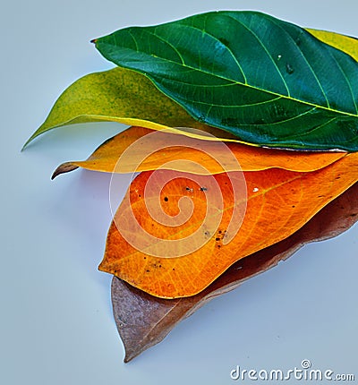 Jackfruit leaves Stock Photo