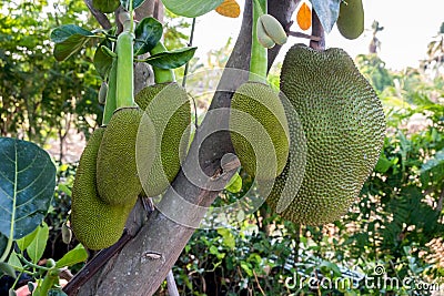 Jackfruit ripe growing on tree Stock Photo