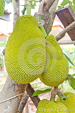 Jackfruit on the tree Stock Photo