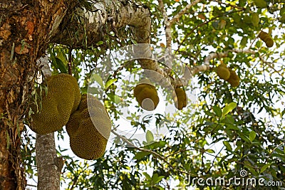 Jackfruit in the tree close-up Photography Stock Photo