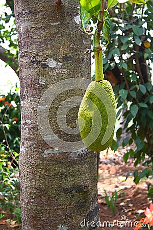 Jackfruit Tree with Fruit Stock Photo