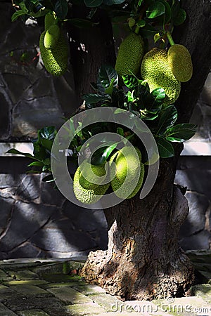 Jackfruit tree with fruits on its lower tree trunk Stock Photo