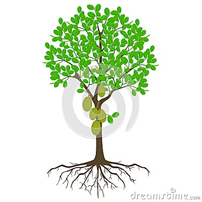 Jackfruit tree with fruits and roots on a white background. Vector Illustration