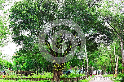 Jackfruit on tree. Huge jack fruit gowing in tree.jackfruit fruits fresh tree organic closeup beautiful garden green leaf.Very big Stock Photo