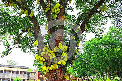 Jackfruit on tree. Huge jack fruit gowing in tree.jackfruit fruits fresh tree organic closeup beautiful garden green leaf.Very big Stock Photo