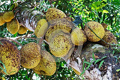 jackfruit tree Stock Photo