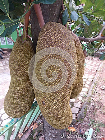 Jackfruit at the tree Stock Photo