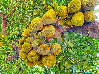 jackfruit tree with lots of fruit Stock Photo