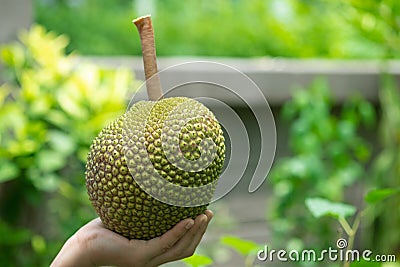 Jackfruit tree and sweet jackfruit, Tropical fruit in thailand. Womam hand holding jackfruit on nature background Stock Photo