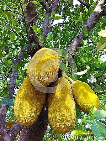 Jackfruit, tropical Indian fruits Stock Photo