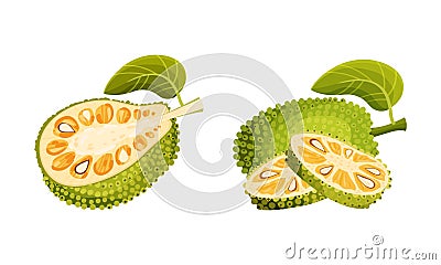 Jackfruit tropical plant. Ripe sweet green delicious exotic fruit vector illustration Vector Illustration