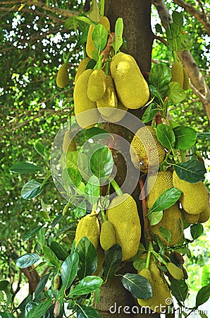 Fresh jackfruits hanging on its tree Stock Photo