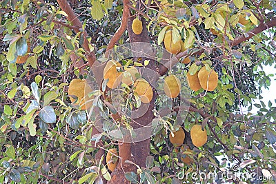 Jackfruits hanging on Jack Tree - Artocarpus Heterophyllus Stock Photo