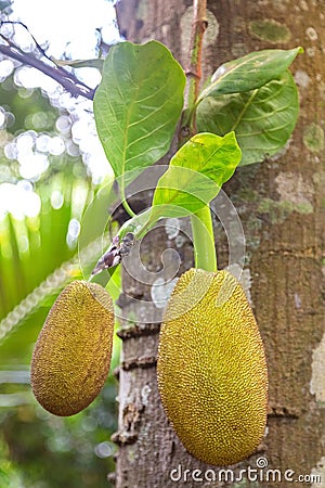 Jackfruits hanging from the trunk Stock Photo