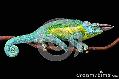 Jackson's chameleon (Trioceros jacksonii jacksonii) Stock Photo