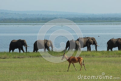 A Jackson's hartebeest walks in front of a herd of elephants in the Murchison Falls National Park in Uganda Stock Photo