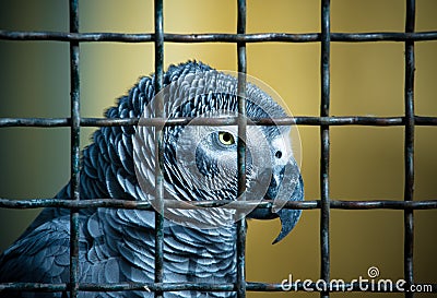 Jaco parrot in a cage. Toned Stock Photo