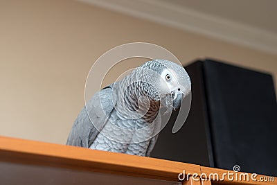 Jaco parrot close up Stock Photo