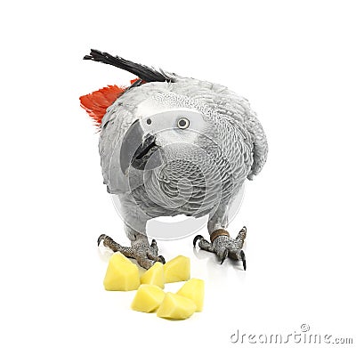 Jaco parrot and pieces of raw potato Stock Photo