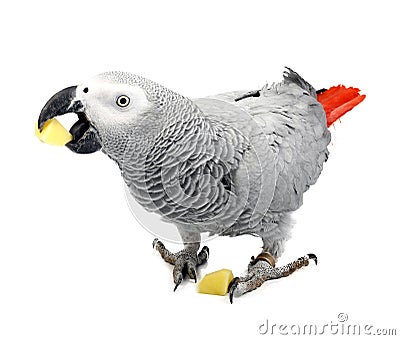 Jaco parrot and pieces of raw potato Stock Photo