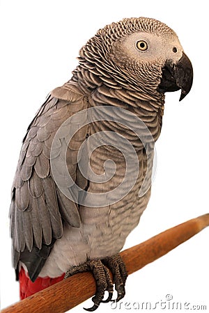 Jaco Parrot on white background Stock Photo