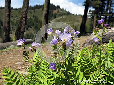 Jacob's Ladder Flowers on Mountain Ridge Stock Photo