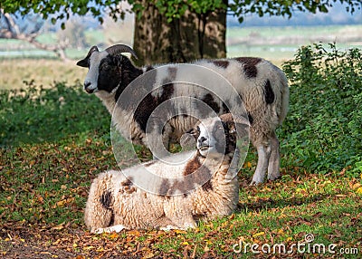 Jacob Sheep - Ovis aries, at rest, Warwickshire, England. Stock Photo