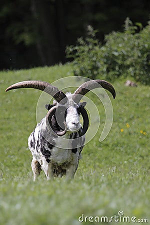 Jacob sheep Stock Photo