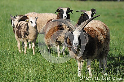 Jacob Sheep Stock Photo