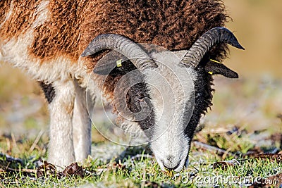 Jacob Sheep Grazing. Stock Photo