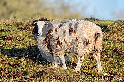 Jacob Sheep Looking. Stock Photo