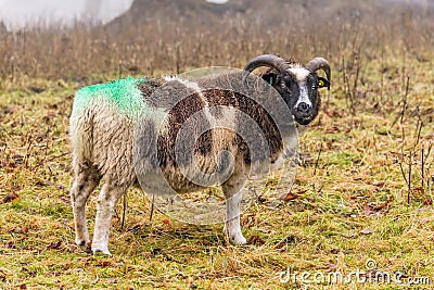 Jacob Sheep - Ovis aries feeding on a foggy day in late autumn. Stock Photo